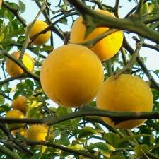 Botanical citrus - hardy citrus