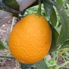 Frost-resistant hybrids - hardy citrus