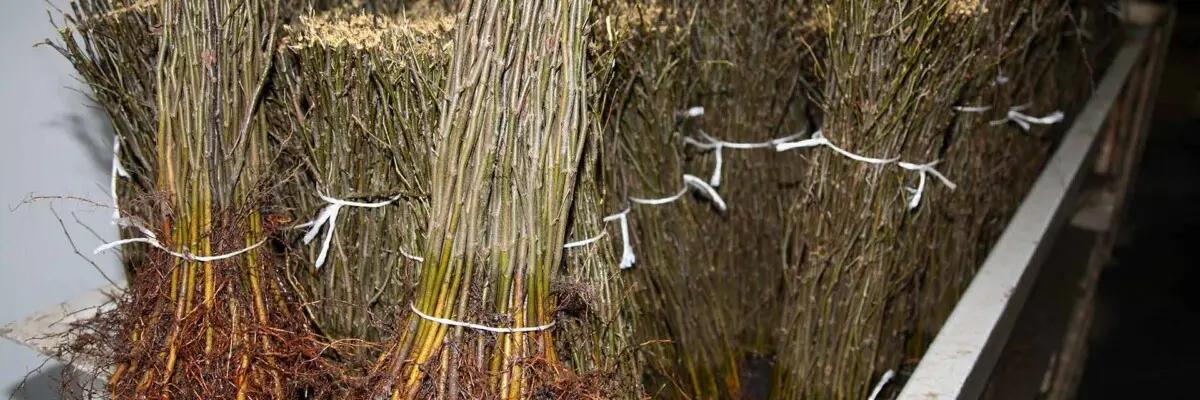 Rootstocks for fruit trees